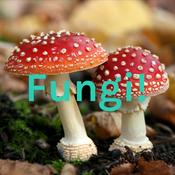 Podcast Fungi!