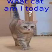 Podcast what cat am i today